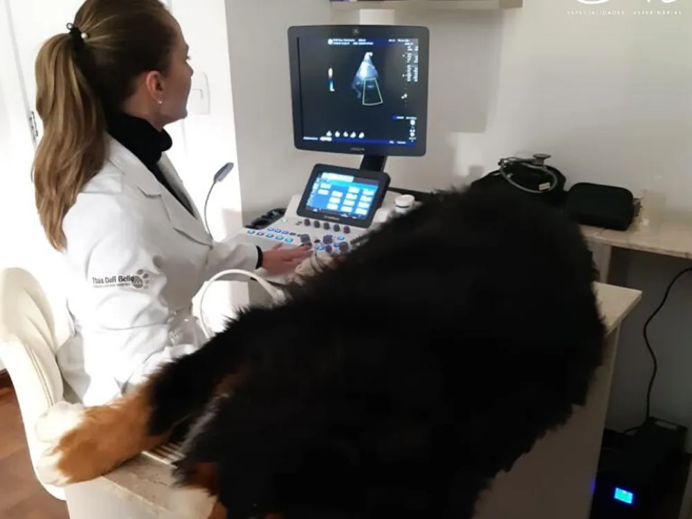 Diagnóstico por imagem — Save Especialidades Veterinárias