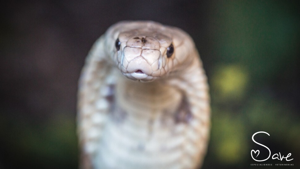 Serpentes como animais de estimação: quais os riscos?