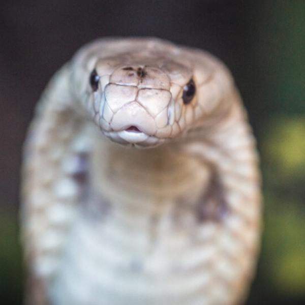 Serpentes como animais de estimação: quais os riscos?